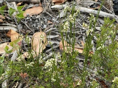 Platysace heterophylla heterophylla