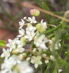 Platysace heterophylla heterophylla