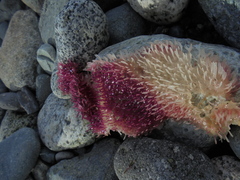 Chondracanthus