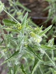 Tragia dioica