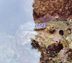 Hypselodoris bennetti