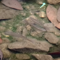 Rasbora einthovenii