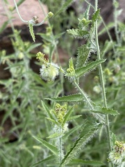 Tragia dioica
