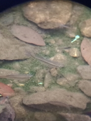Rasbora einthovenii