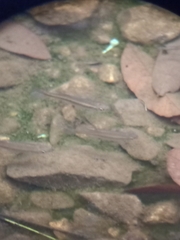 Rasbora einthovenii