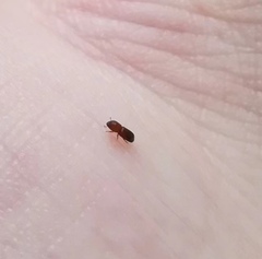 Coleoptera