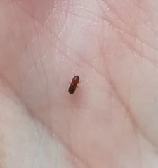 Coleoptera