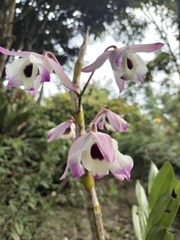 Dendrobium nobile