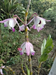 Dendrobium nobile