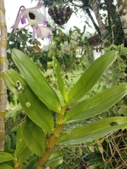 Dendrobium nobile