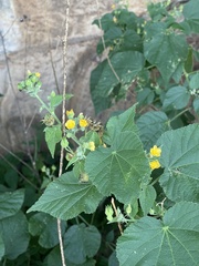 Abutilon ramosum