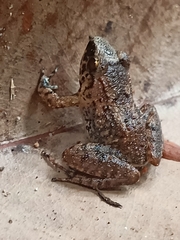 Limnonectes hascheanus