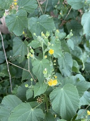 Abutilon ramosum