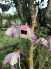 Dendrobium nobile