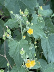 Abutilon ramosum