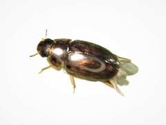 Enochrus