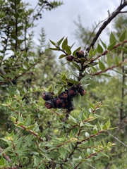 Gaultheria phillyreifolia