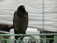 Corvus cornix