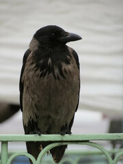 Corvus cornix