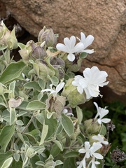 Barleria albostellata