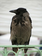 Corvus cornix