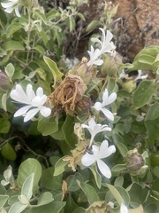 Barleria albostellata