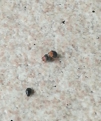 Cryptolaemus montrouzieri