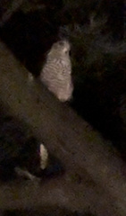 Accipiter cirrocephalus