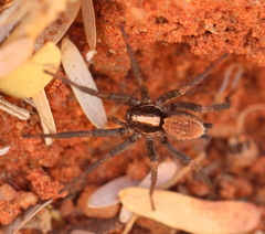 Gnaphosidae