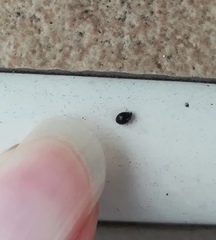 Coleoptera