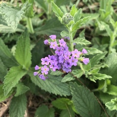 Heliotropium amplexicaule