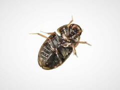 Enochrus