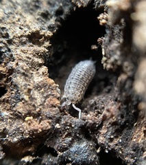 Agnaridae