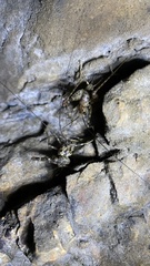 Diestrammena japanica