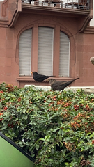 Turdus merula