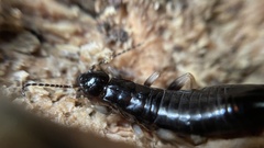 Gonolabis marginalis