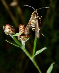 Bembecia ichneumoniformis