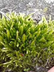 Brachythecium albicans