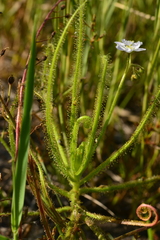 Drosera finlaysoniana