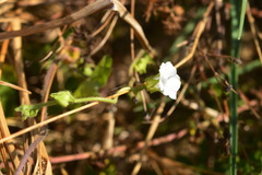 Ipomoea biflora