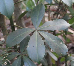 Pseudopanax lessonii