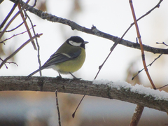 Parus major