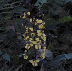 Hultholia mimosoides