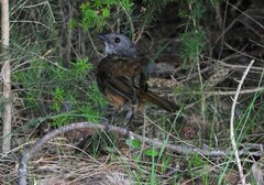 Pachycephala olivacea