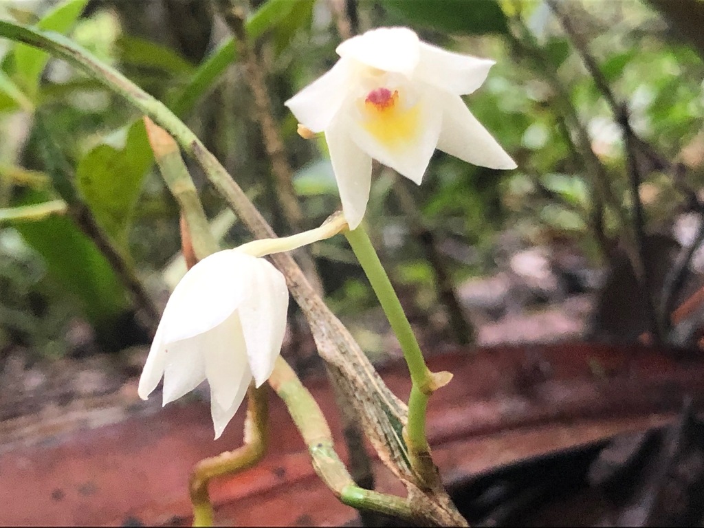 Aganisia pulchella