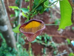 Aristolochia triangularis