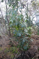 Pseudopanax lessonii