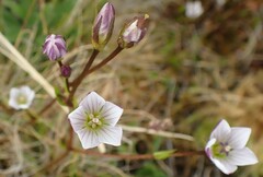 Gentianella diemensis
