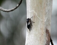 Gelidea torrida