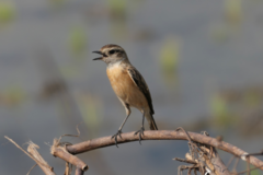 Saxicola stejnegeri